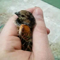 سهره گلبسرنر|پرنده|خمینیشهر, |دیوار