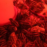 فروش جوجه بلدرچین