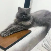 گربه مهربون