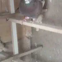 کفتر پرشی|پرنده|خاوران, |دیوار