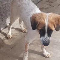 اگذاری سگ|سگ|صدرا-فارس, فاز ۱|دیوار