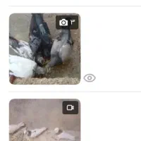 خرید و فروش کبوتر معاوضه هم دارم