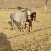 مادیان دره شور همراه کره