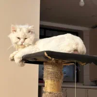 واکذاری گربه