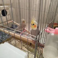 عروس هلندی جفت با قفس