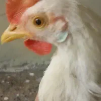 مرغ|حیوانات مزرعه|تهران, سلیمانی|دیوار