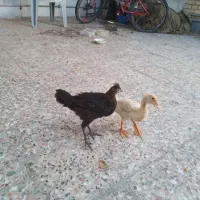 نیمچه مرغ