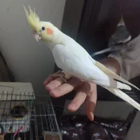 عروس هلندی سخنگو|پرنده|قزوین, |دیوار