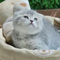 بریتیش اسکاتیش ۲۰ درصد تخفیف