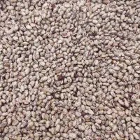 لوبیا چیتی تلاش 380000تومان کشت امسال