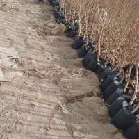 مرکز فروش و پخش نهال پسته پاکتی