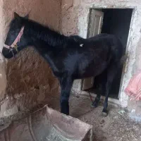 کره مادیان ۸ ماهه سرحال