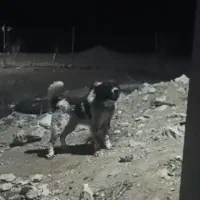 واگذاری نر درشت