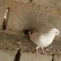 پنج عدد کبوتر دونه ای300تومان