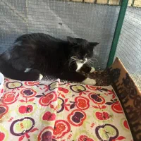 واگذاری گربه رایگان . سالم و واکسینه