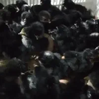 جوجه مرندی یکروزه اصیل