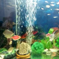 ماهی آکواریومی گیاه خوار و غاز|ماهی|مرودشت, دولت آباد|دیوار