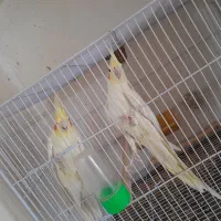 جفت عروس لتینو مولد به شرط|پرنده|تایباد, |دیوار