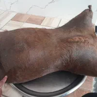 خیک یا خیزه نونو تازه تهیه شده با شیره توت