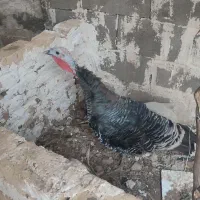 فروش بوقلمون ماده