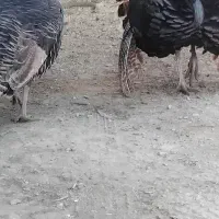 بوقلمون محلی|حیوانات مزرعه|سراوان, |دیوار