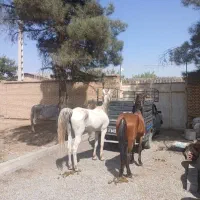 دو عدد مادیون