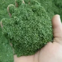 سلام فروش انواع سبزیجات خشک ارگانیک انواع صیفی جات|خوردنی و آشامیدنی|فشاپویه, |دیوار