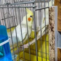 عروس هلندی لوتینو مولد به همراه تخم نطفه دار|پرنده|نسیم‌شهر, |دیوار