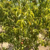 باغ چهار دیواری قدیمی ( انواع درختان میوه بارده)|فروش زمین و ملک کلنگی|رباط‌کریم, |دیوار