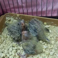 3 عدد عروس هلندی سرلاکی|پرنده|گلستان (تهران), |دیوار