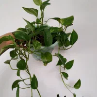 گیاه طبیعی|گل و گیاه طبیعی|بهبهان, |دیوار