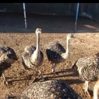 دو عدد شترمرغ نر و ماده