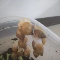 حدود 100 عدد حلزون قیمت توافقی