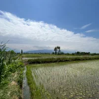 6500متر زمین کشاورزی گیلان فروش فوری