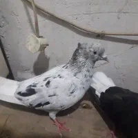 کبوترکفترپرنده|پرنده|اهواز, اسلام آباد شرقی|دیوار