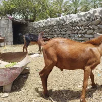 بز ماده ونربز