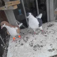 زاغ دم سفید ساده زرد و سیاه قاره مینا|پرنده|مشهد, رده|دیوار