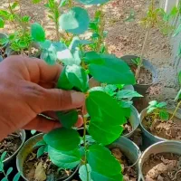 گل گیاه و نهال|گل و گیاه طبیعی|بم, |دیوار