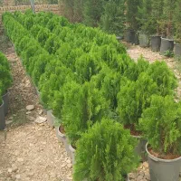 چوب بری  وهرس کاری