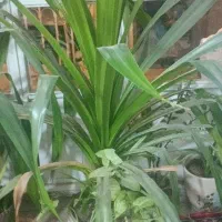 گل زیبا پاندانوس|گل و گیاه طبیعی|نیشابور, شریعتی|دیوار