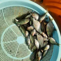 اسپلش،بچه ماهی،خوراک ،کپور|ماهی|شادگان, |دیوار