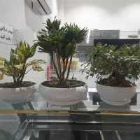 گل وگیاه|گل و گیاه طبیعی|کرج, ساماندهی|دیوار