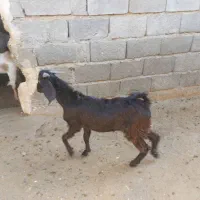 چپشت|حیوانات مزرعه|رودخانه, |دیوار