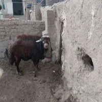 گوسفند قوچ|حیوانات مزرعه|طاغنکوه, |دیوار