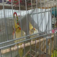عروس هلندی ماده