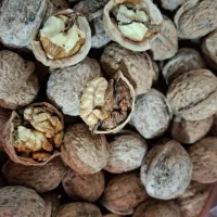 گردوی تازه روغنی درجه 1الموت|خوردنی و آشامیدنی|محمدیه-قزوین, |دیوار