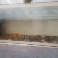 اکواریوم سالم وتمیز|ماهی|اصفهان, باغ فدک|دیوار