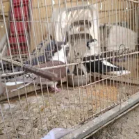 ساده افغانی کاکلی عتیقه|پرنده|مشهد, امیرآباد|دیوار