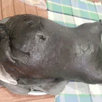 هیزه (پوست گوسفند)