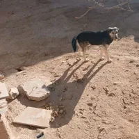 سگ نگهبان|سگ|قوچان, |دیوار